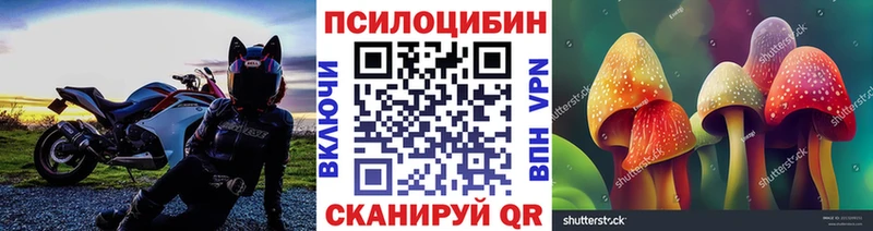 Галлюциногенные грибы Psilocybe Нахабино